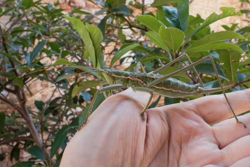 Tettigoniidae - Saga pedo